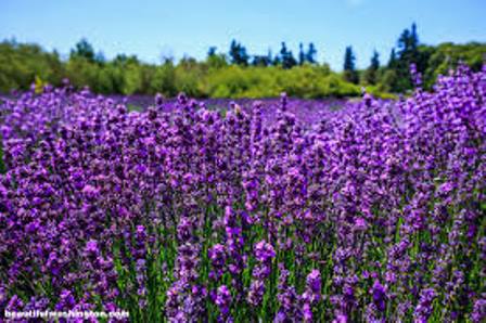 Diffuser scents - Calm sleep - Organic Body Shop