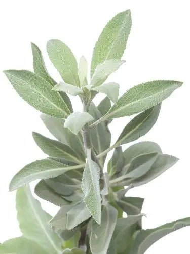 White Sage essential oil.30ml - Organic Body Shop