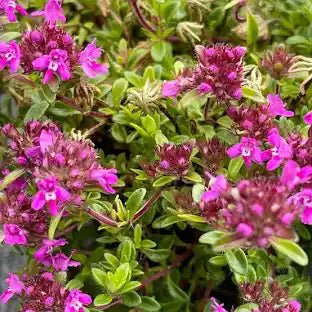 Thyme Red Essential oil. Wildcrafted. 5ml - Organic Body Shop